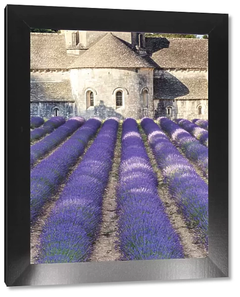 France, Provence Alps Cote d Azur, Vaucluse. Famous Senanque abbey in the morning