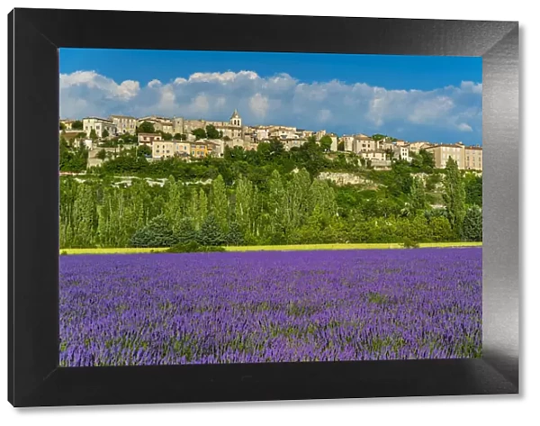 View of village of Sault with field of lavander in bloom, Vaucluse, Provence, France