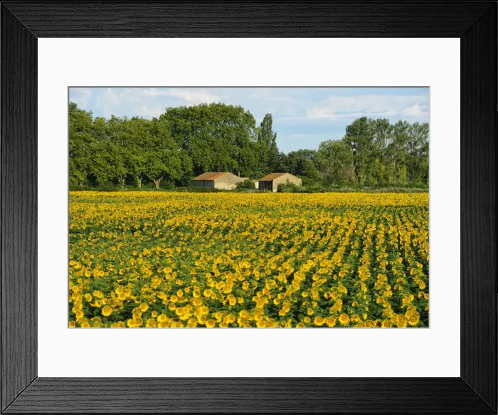 Framed Print : Sunflower field in Camargue, Languedoc- Roussillion, France, Europe Framed Print : Sunflower field in Camargue, Languedoc- Roussillion, France, Europe