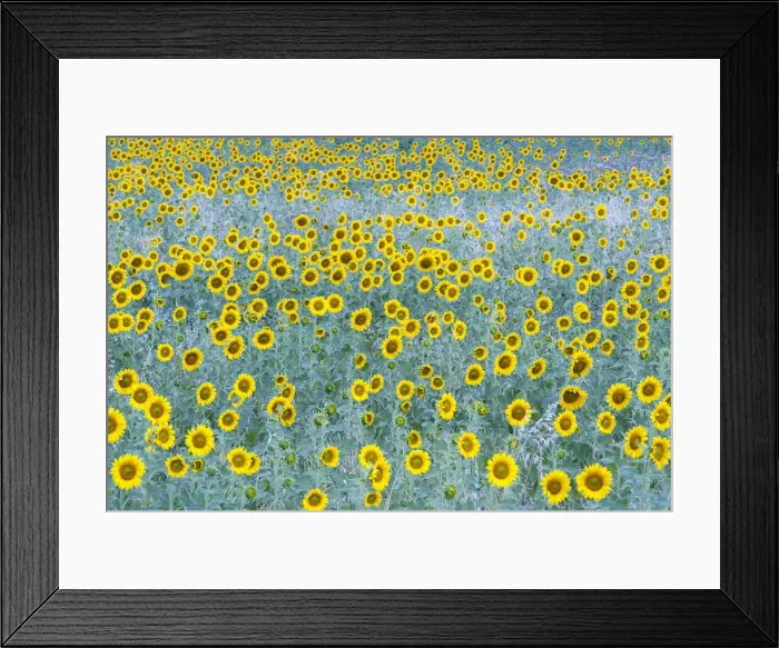 Framed Print : A field of sunflower in bloom in a cloudy days dim light, Provence, France Framed Print : A field of sunflower in bloom in a cloudy days dim light, Provence, France