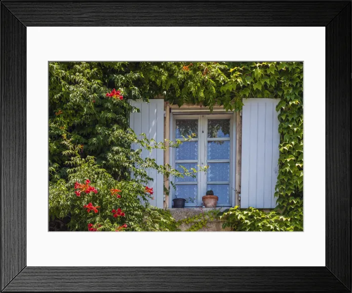 Framed Print : Ivy surrounded house window in Provence, France Framed Print : Ivy surrounded house window in Provence, France