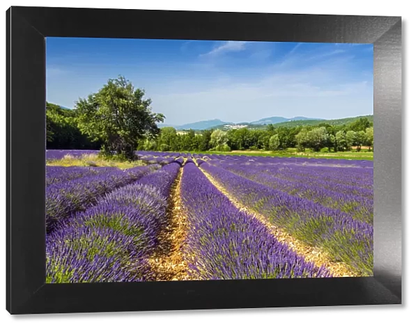 Lavender fields in bloom, Provence, France