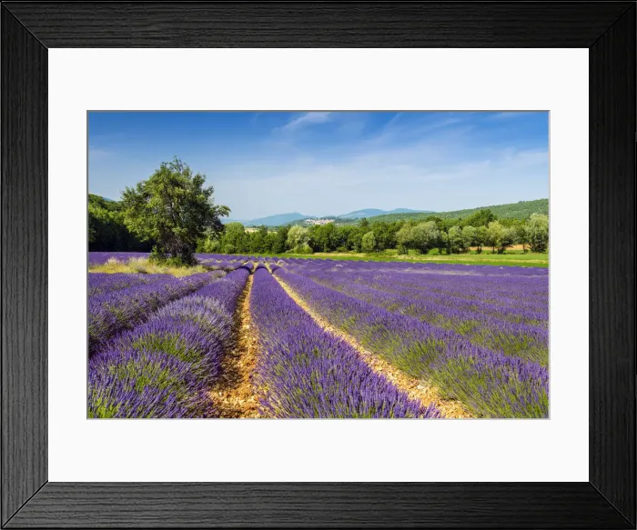 Framed Print : Lavender fields in bloom, Provence, France Framed Print : Lavender fields in bloom, Provence, France
