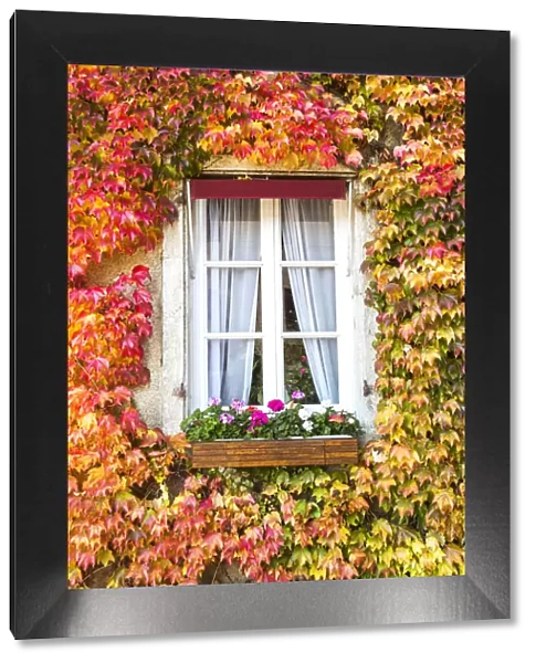 Window in autumn surrounded by vines, Burgundy, France