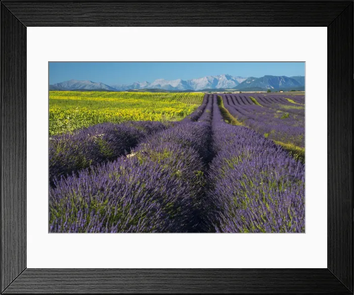Framed Print : Europe, France, Provence, Valensole, fields Framed Print : Europe, France, Provence, Valensole, fields