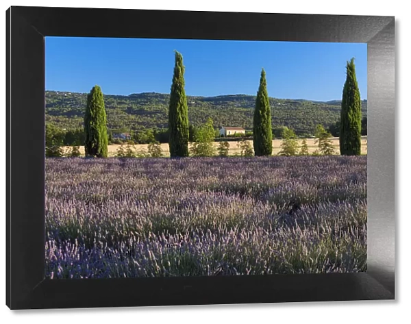 Europe, France, Provence, lavender field near Roussillion