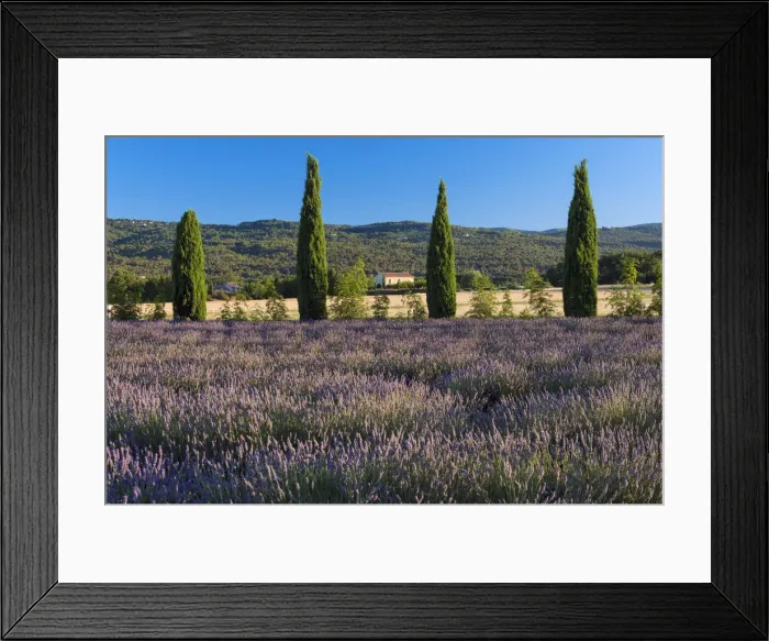 Framed Print : Europe, France, Provence, lavender field near Roussillion Framed Print : Europe, France, Provence, lavender field near Roussillion