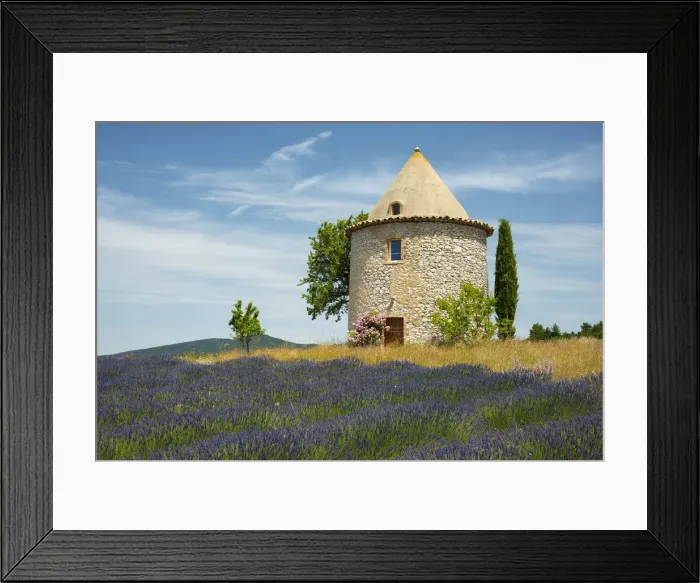 Framed Print : Europe, France, Provence, lavender field Framed Print : Europe, France, Provence, lavender field