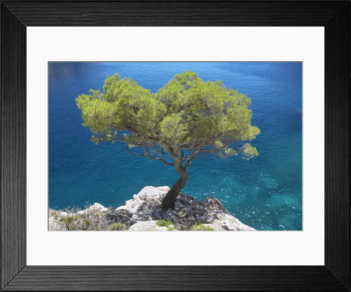 Framed Print : Lone Pine Tree, Les Calanques, Cassis, Provence, France Framed Print : Lone Pine Tree, Les Calanques, Cassis, Provence, France