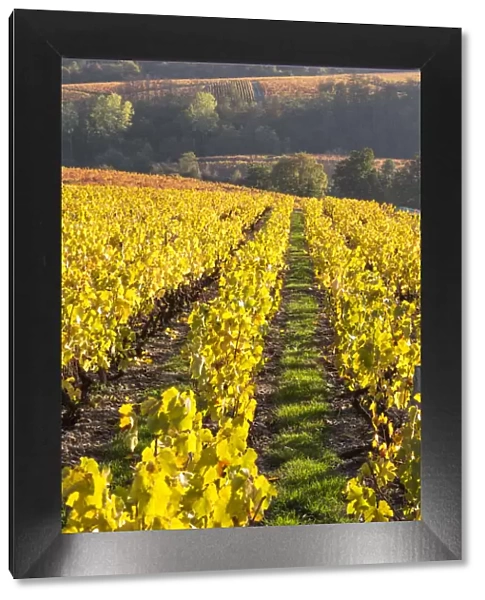 Vineyards, Lantignie, Beaujolais region, Rhone Alpes, France