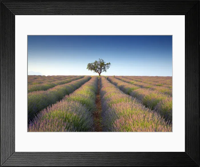 Framed Print : Lone Tree in Field of Lavender, near Puimoisson, Alpes de Haute, Provence, France Framed Print : Lone Tree in Field of Lavender, near Puimoisson, Alpes de Haute, Provence, France
