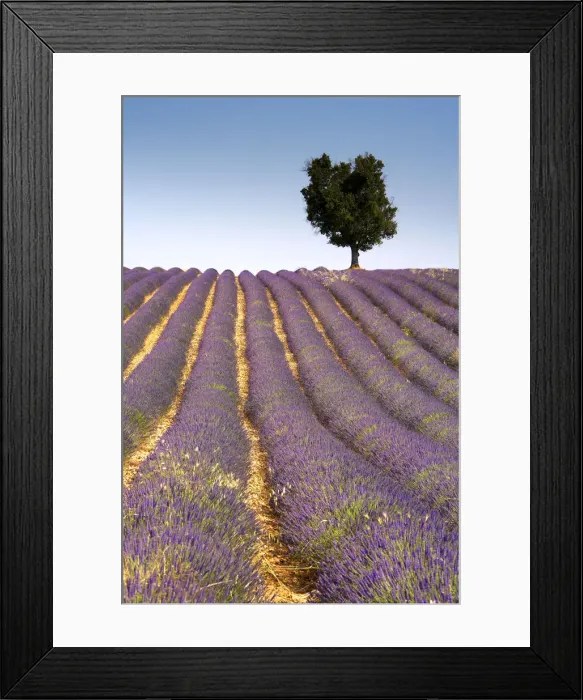 Framed Print : Lone Tree in Field of Lavender, near Valensole, Alpes de Haute, Provence, France Framed Print : Lone Tree in Field of Lavender, near Valensole, Alpes de Haute, Provence, France