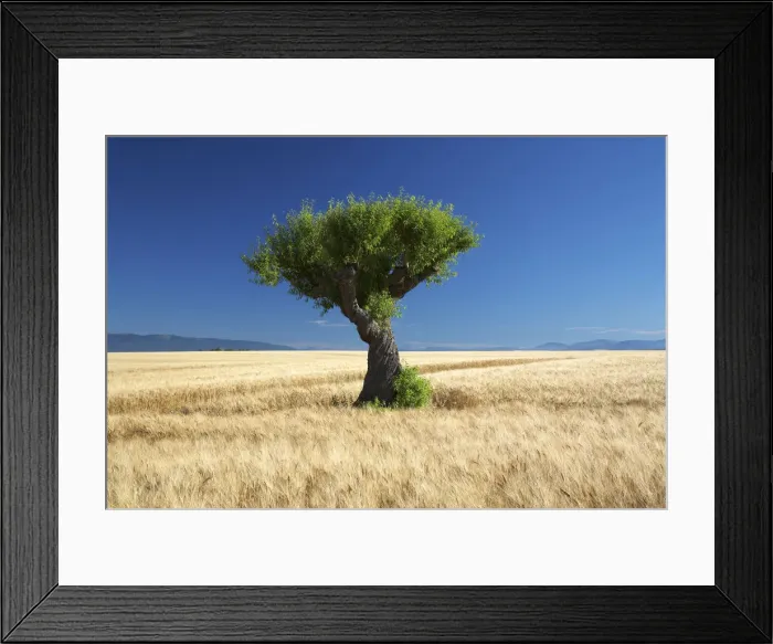 Framed Print : Lone Tree in Field of Barley, near Valensole, Alpes de Haute, Provence, France Framed Print : Lone Tree in Field of Barley, near Valensole, Alpes de Haute, Provence, France