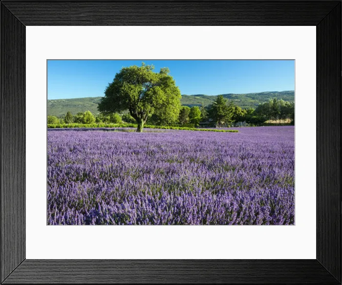 Framed Print : Europe, France, Provence, blooming lavender field Framed Print : Europe, France, Provence, blooming lavender field