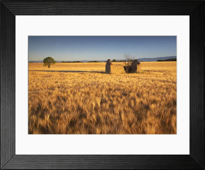 Framed Print : Lone Barn in Field of Barley, near Valensole, Alpes de Haute, Provence, France Framed Print : Lone Barn in Field of Barley, near Valensole, Alpes de Haute, Provence, France