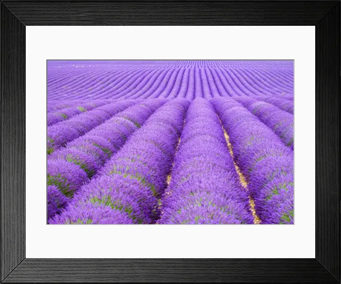 Framed Print : Rows of purple lavender in height of bloom in early July in a field on the Plateau Framed Print : Rows of purple lavender in height of bloom in early July in a field on the Plateau