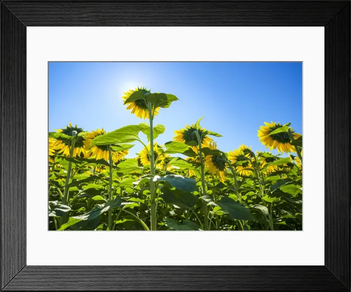 Framed Print : Giant yellow sunflowers in full bloom, Oraison, Alpes-de-Haute-Provence Framed Print : Giant yellow sunflowers in full bloom, Oraison, Alpes-de-Haute-Provence