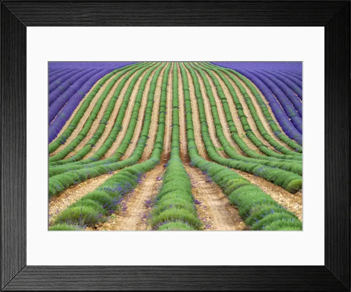 Framed Print : A lavender field in full bloom after the first rows of lavender have been cut as Framed Print : A lavender field in full bloom after the first rows of lavender have been cut as