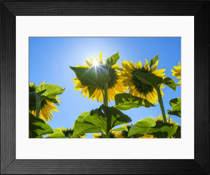 Framed Print : Sun shining through giant yellow sunflowers in full bloom, Oraison Framed Print : Sun shining through giant yellow sunflowers in full bloom, Oraison