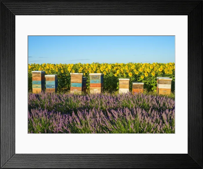 Framed Print : Beehives between lavender and sunflower fields on the Plateau de Valensole Framed Print : Beehives between lavender and sunflower fields on the Plateau de Valensole
