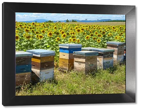 Bees swarming around beehives in sunflower field on the Plateau de Valensole