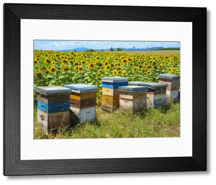 Framed Print : Bees swarming around beehives in sunflower field on the Plateau de Valensole Framed Print : Bees swarming around beehives in sunflower field on the Plateau de Valensole