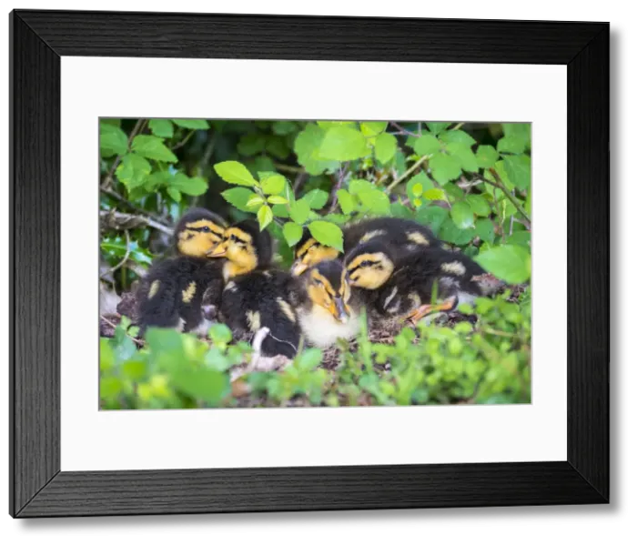 Framed Print : Young baby ducks, ten day old ducklings in the grass, La Creuse, Limousin, France Framed Print : Young baby ducks, ten day old ducklings in the grass, La Creuse, Limousin, France
