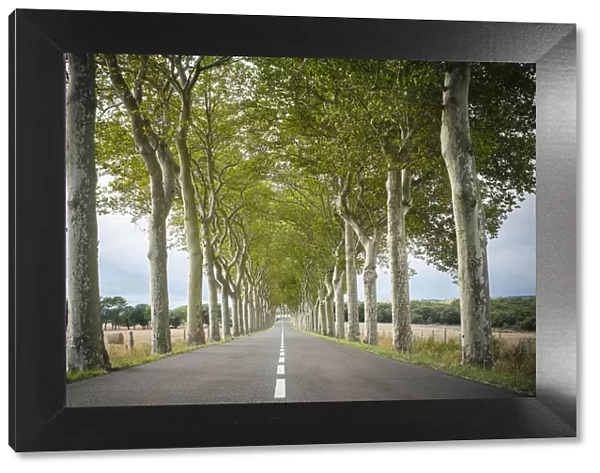Plane Trees (Platanus x acerifolia) along tree-lined highway, Aude Department