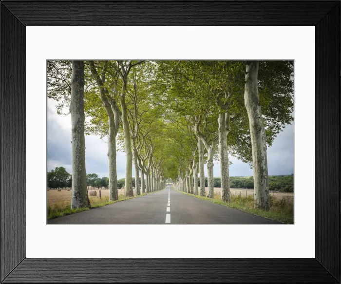 Framed Print : Plane Trees (Platanus x acerifolia) along tree-lined highway, Aude Department Framed Print : Plane Trees (Platanus x acerifolia) along tree-lined highway, Aude Department