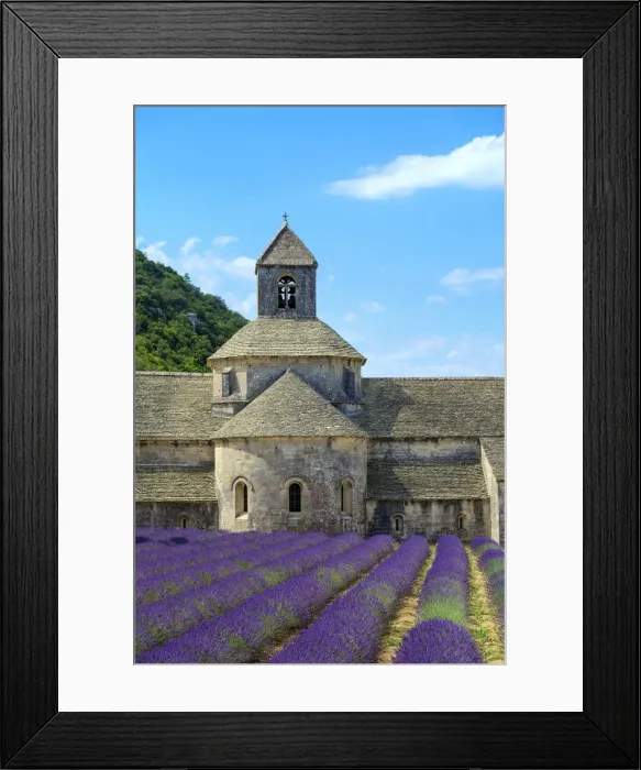 Framed Print : Lavender fields in full bloom in early July in front of Abbaye de Sa nanque Abbey Framed Print : Lavender fields in full bloom in early July in front of Abbaye de Sa nanque Abbey
