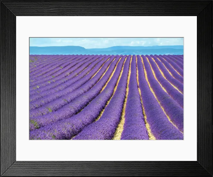 Framed Print : Rows of purple lavender in height of bloom in early July in a field on the Plateau