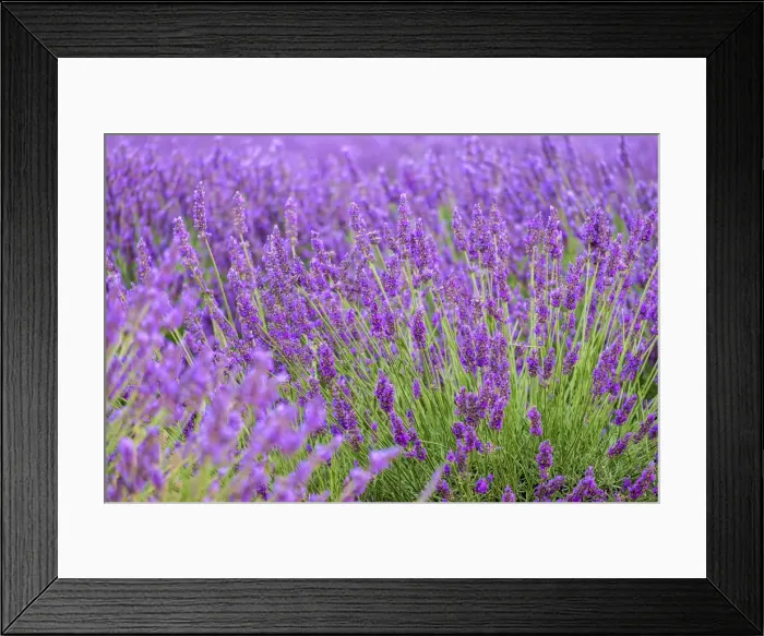 Framed Print : Lavender blossoms in height of bloom in early July, Plateau de Valensole, near Puimoisson Framed Print : Lavender blossoms in height of bloom in early July, Plateau de Valensole, near Puimoisson