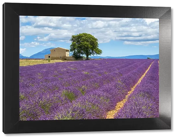 House on the edge of a lavender field in full bloom in early July, Plateau de Valensole