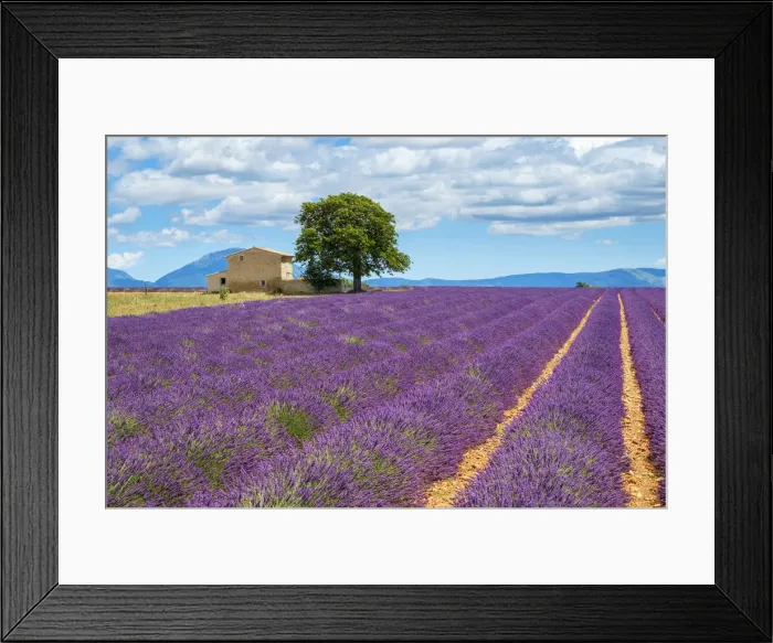Framed Print : House on the edge of a lavender field in full bloom in early July, Plateau de Valensole Framed Print : House on the edge of a lavender field in full bloom in early July, Plateau de Valensole