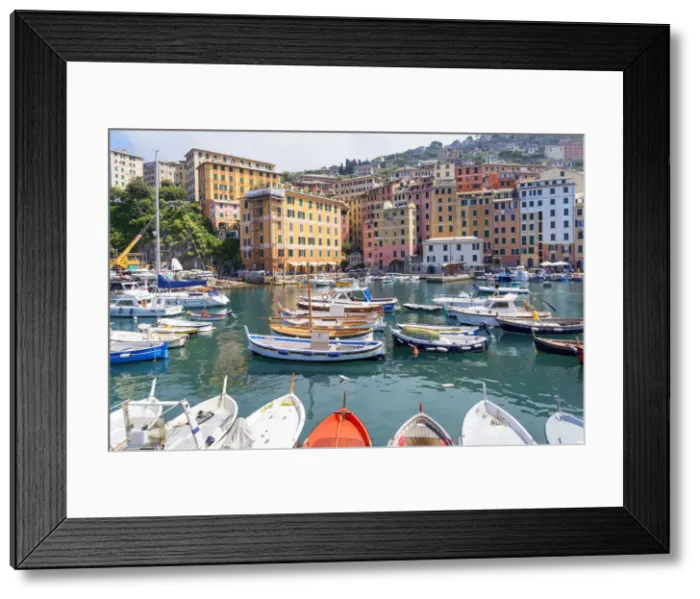Framed Print : Marina harbour, Camogli, Liguria, Italy Framed Print : Marina harbour, Camogli, Liguria, Italy
