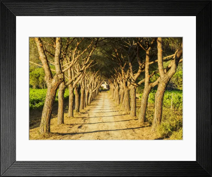 Framed Print : Track Leading Through Umbrella Trees, Elba, Tuscany, Italy Framed Print : Track Leading Through Umbrella Trees, Elba, Tuscany, Italy