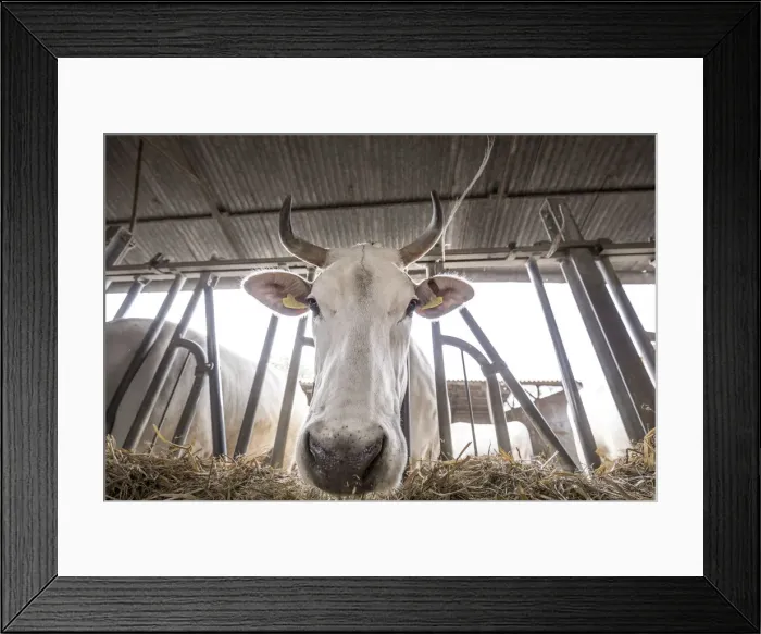 Framed Print : Italy. Tuscany. Siena District. Sinalunga. Tenuta La Fratta. Cowbarn of Chianina Cow Framed Print : Italy. Tuscany. Siena District. Sinalunga. Tenuta La Fratta. Cowbarn of Chianina Cow