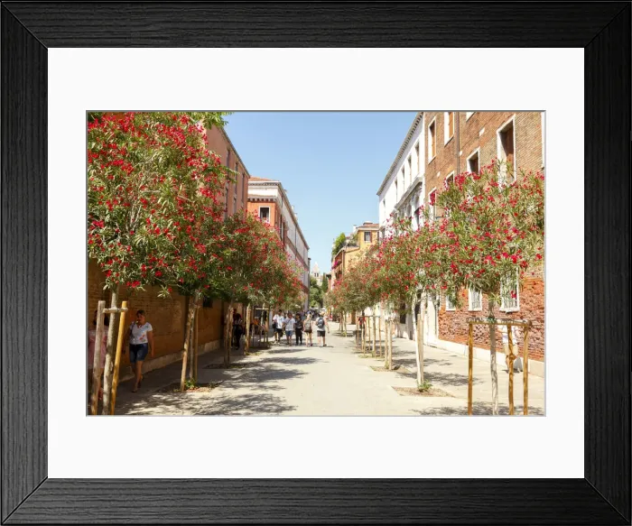 Framed Print : Oleander flower in the District Dorsoduro, Venice, Veneto, Italy Framed Print : Oleander flower in the District Dorsoduro, Venice, Veneto, Italy