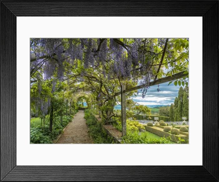 Framed Print : europe, Italy, Tuscany. the wisteria of la foce gardens near to Chianciano Terme Framed Print : europe, Italy, Tuscany. the wisteria of la foce gardens near to Chianciano Terme
