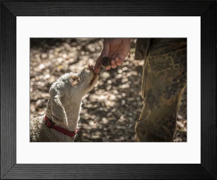 Framed Print : europe, Italy, Tuscany. a Truffle hunters dog of San giovanni D Asso Framed Print : europe, Italy, Tuscany. a Truffle hunters dog of San giovanni D Asso