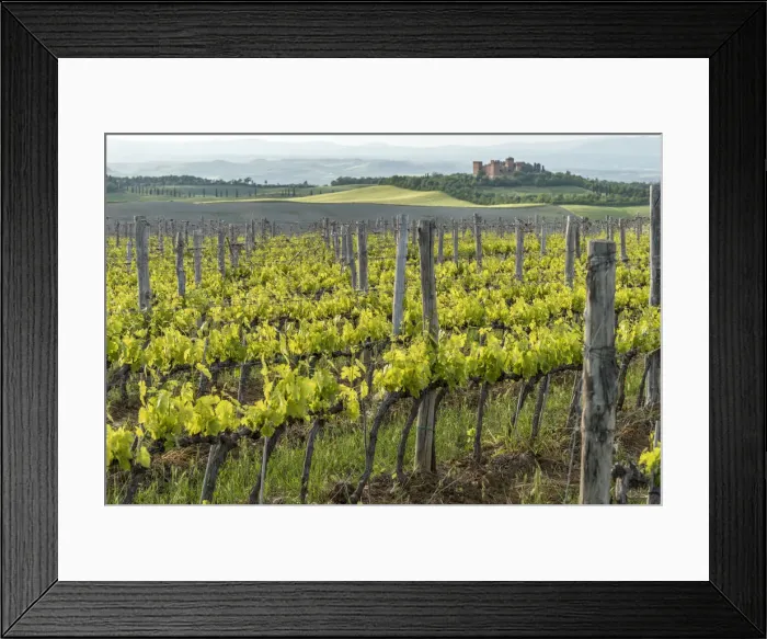 Framed Print : europe, Italy, Tuscany. Vineyards in southern Tuscany Framed Print : europe, Italy, Tuscany. Vineyards in southern Tuscany