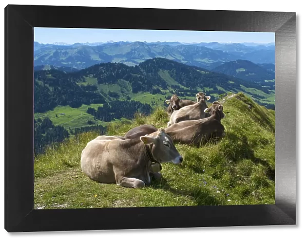 Cows near Oberstaufen, Allgaeu, Bavaria, Germany
