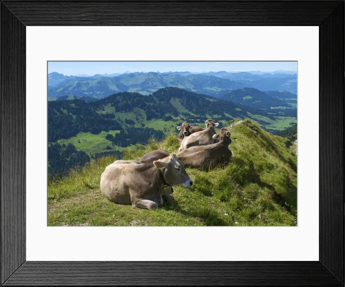 Framed Print : Cows near Oberstaufen, Allgaeu, Bavaria, Germany Framed Print : Cows near Oberstaufen, Allgaeu, Bavaria, Germany