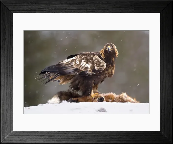 Framed Print : Finland, Golden Eagle on dead Red Fox in Utajarvi Framed Print : Finland, Golden Eagle on dead Red Fox in Utajarvi