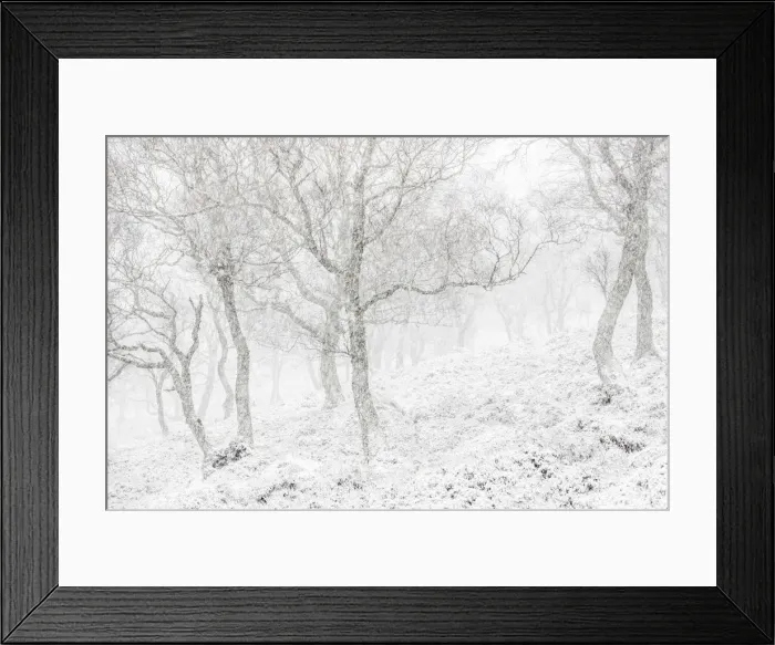 Framed Print : UK, Scotland, Highlands, Braemar, forest in snow Framed Print : UK, Scotland, Highlands, Braemar, forest in snow