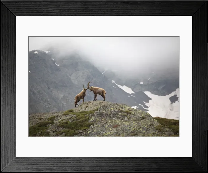 Framed Print : Italy, Italian Alps, Lombardy, Steinbocks in Stelvio National Park Framed Print : Italy, Italian Alps, Lombardy, Steinbocks in Stelvio National Park