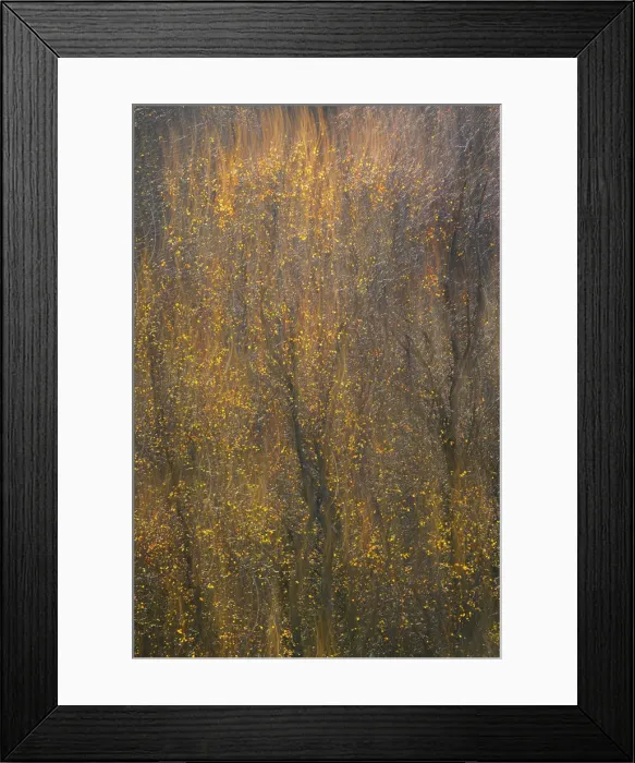 Framed Print : Scotland, Trossachs, Silver Birches looks like flames at sunrise time Framed Print : Scotland, Trossachs, Silver Birches looks like flames at sunrise time