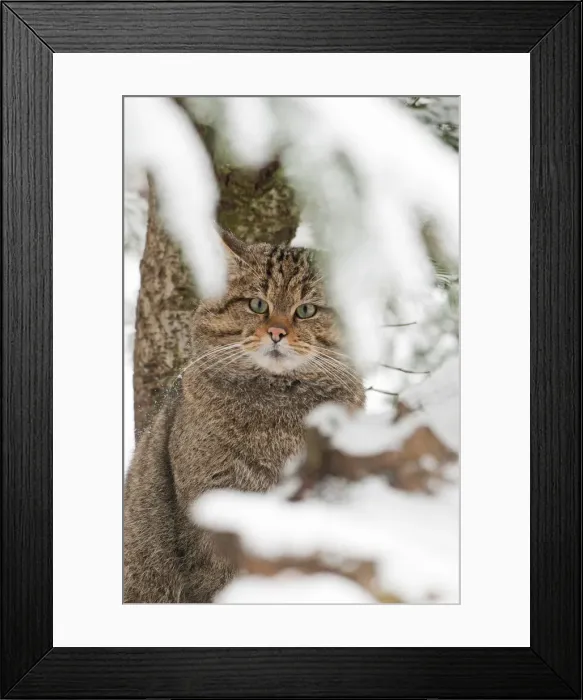 Framed Print : Italy, Friuli-Venezia Giulia, Wild cat Framed Print : Italy, Friuli-Venezia Giulia, Wild cat