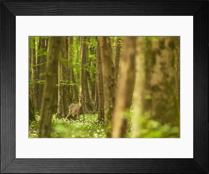 Framed Print : Italy, Friuli Venezia Giulia, Roe deer in a spring forest Framed Print : Italy, Friuli Venezia Giulia, Roe deer in a spring forest