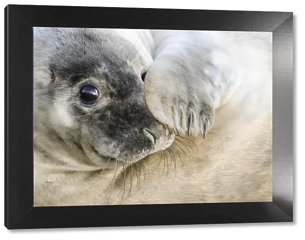 UK, United Kingdom, Lincolnshire, Curious grey seal pup on the beach